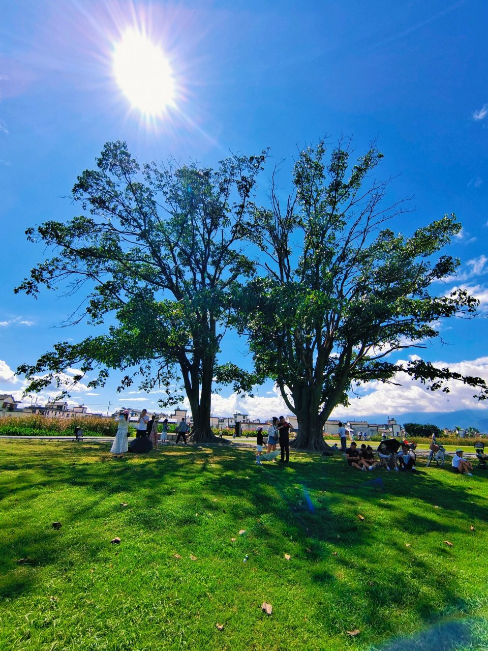 去喜洲古镇的时候,不要错过去海舌公园夫妻树噢,刘亦菲姐姐取过景点