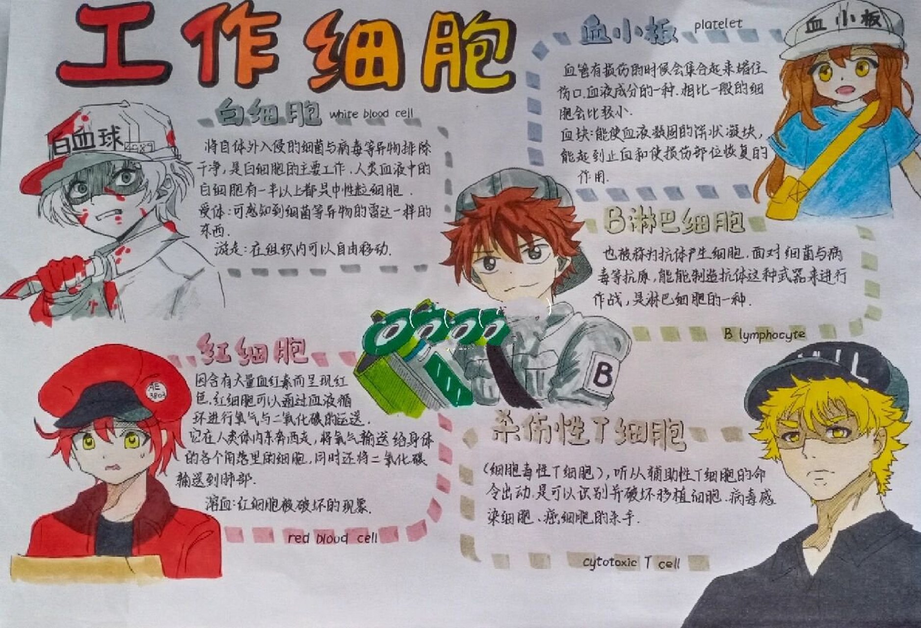 工作细胞手抄报 老师让做的生物手抄报