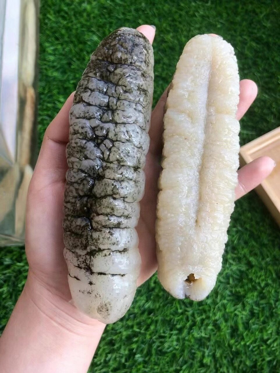 野生明秃参泡发,肉质很厚实,爽滑,皮薄咬起来十分弹牙,非常好吃非洲