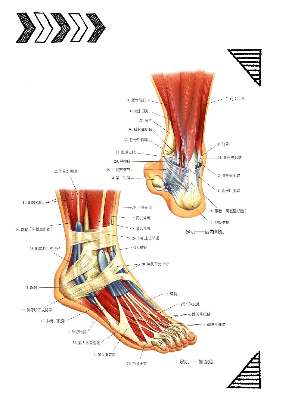 趾短屈肌起止点图片