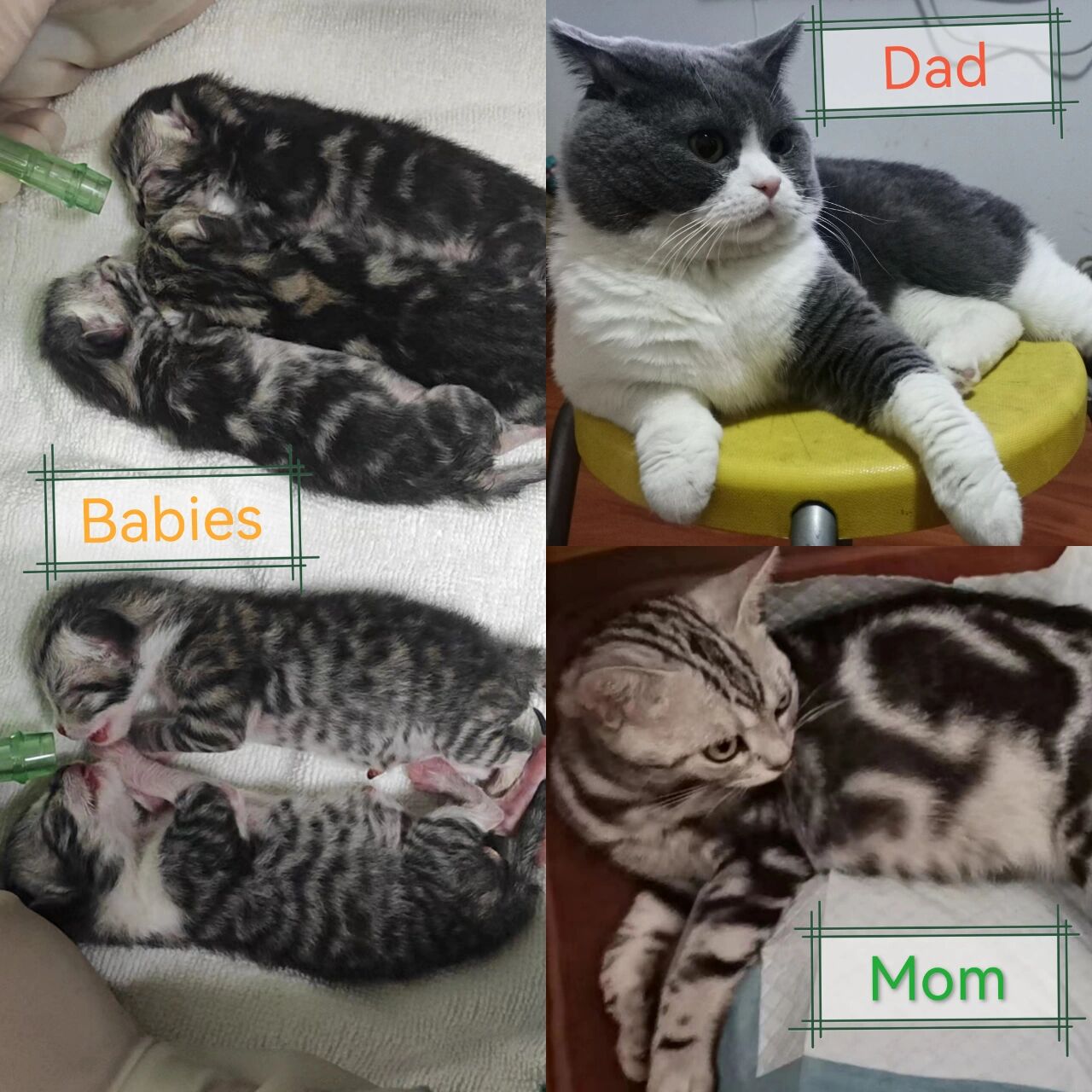 蓝白英短和虎斑美短杂交生出的小猫