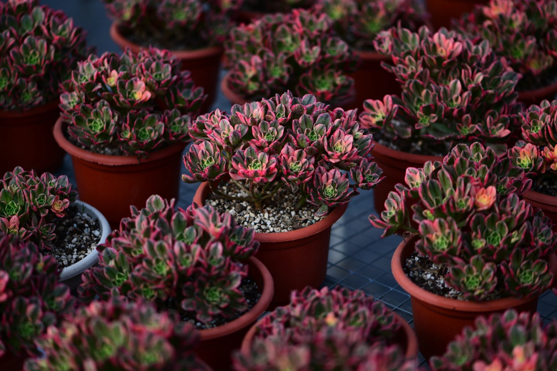 甜茶法师多肉 甜茶法师:叶片边缘是红色的,颜色甜美,充足的光照叶片是