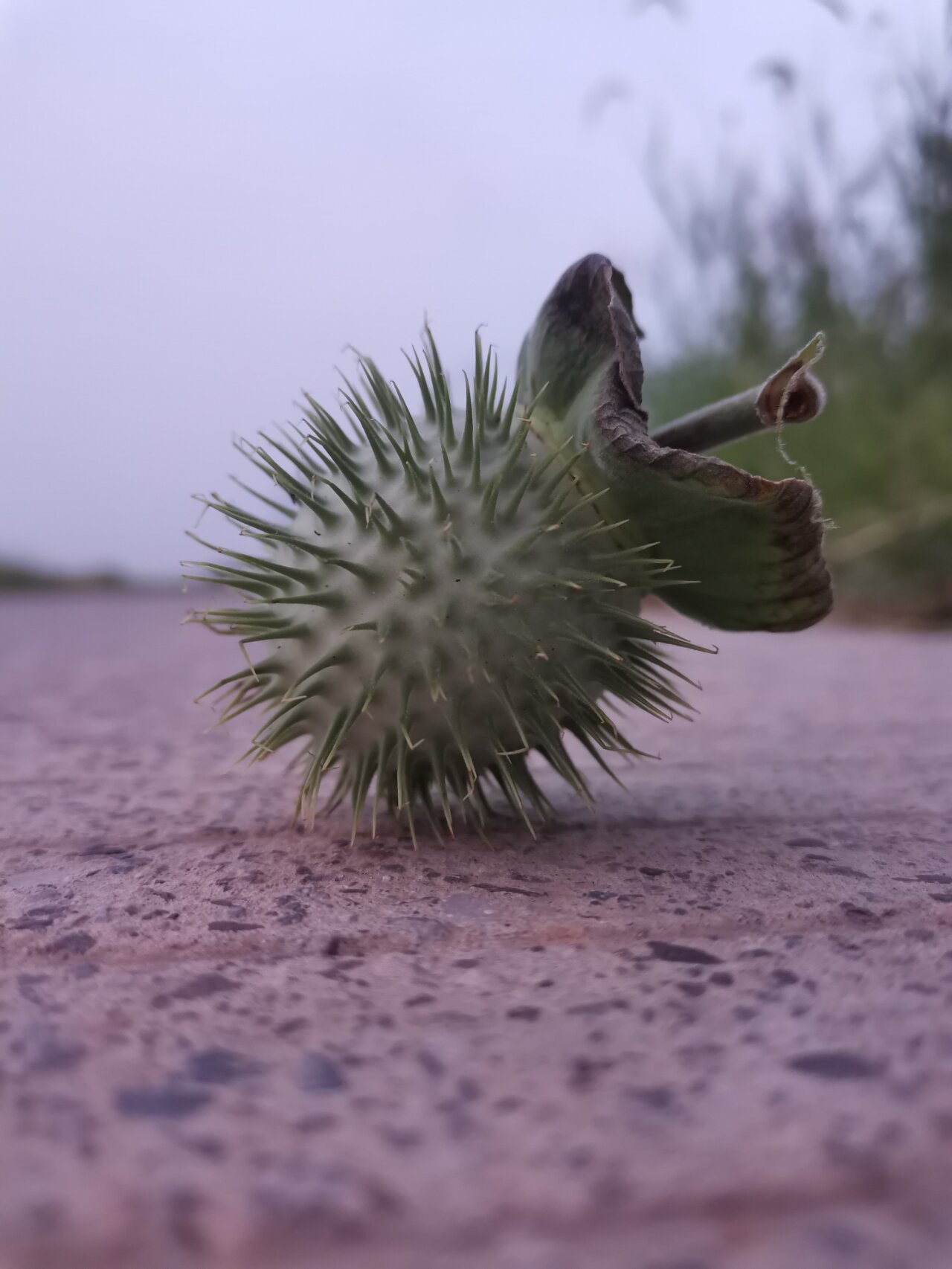 曼陀罗花果实图片图片