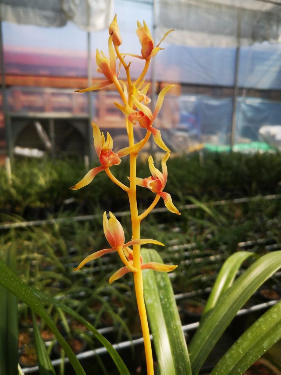 墨兰名品中国牛 终于让我完整的赏了一次中国牛的开花959595