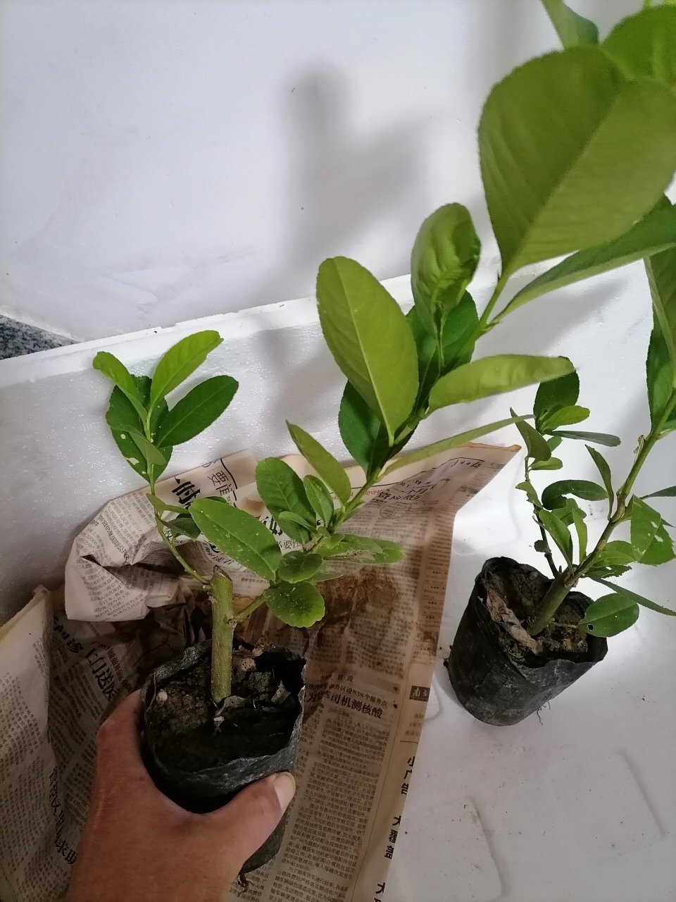 喜欢种植的看过来纯品种广东香水柠檬苗 广东无籽四季香水柠檬苗