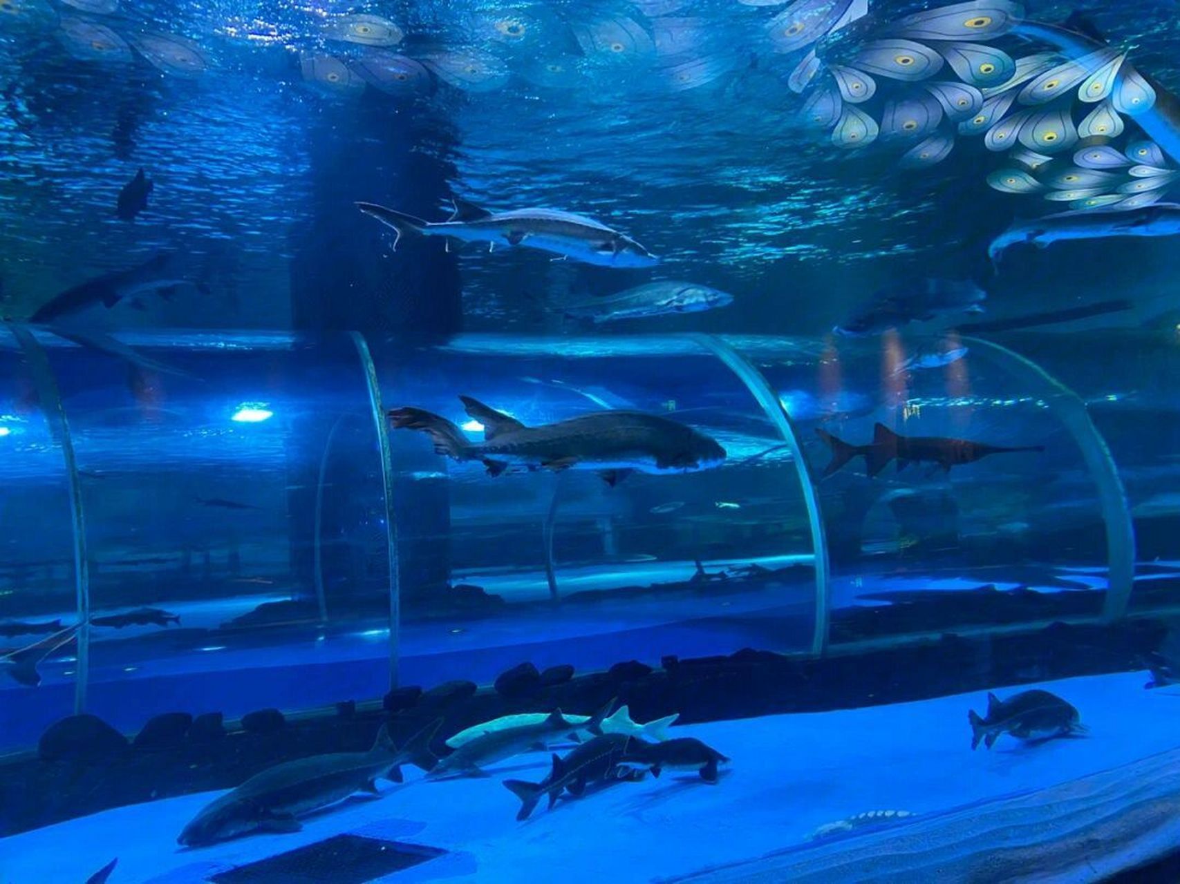 湄公河水底世界门票90元 湄公河水底世界 含7d电影 西双版纳景区门票