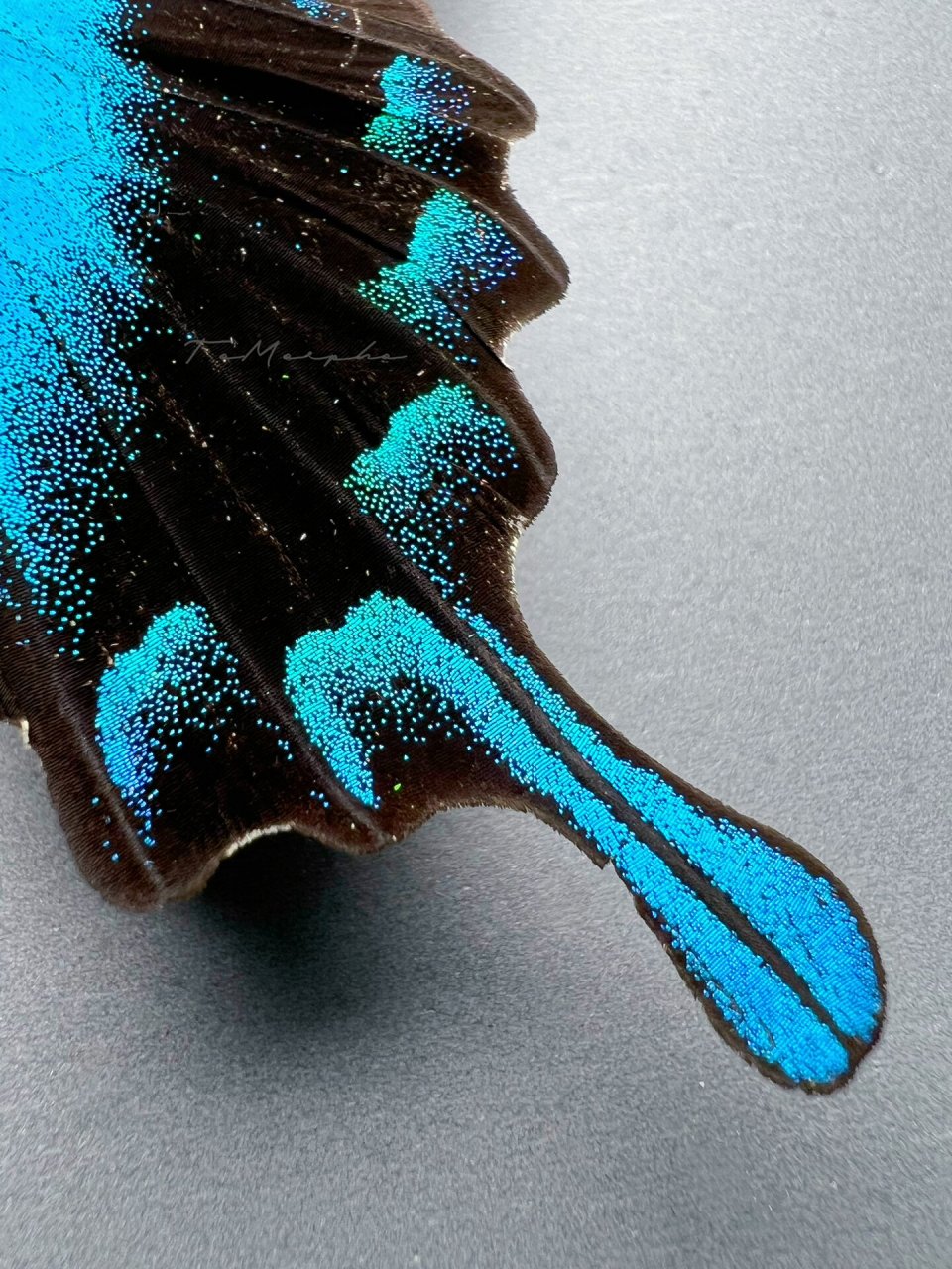 papilio blumei 蓝尾翠凤蝶/爱神凤蝶    中文名:蓝尾翠凤蝶 别名