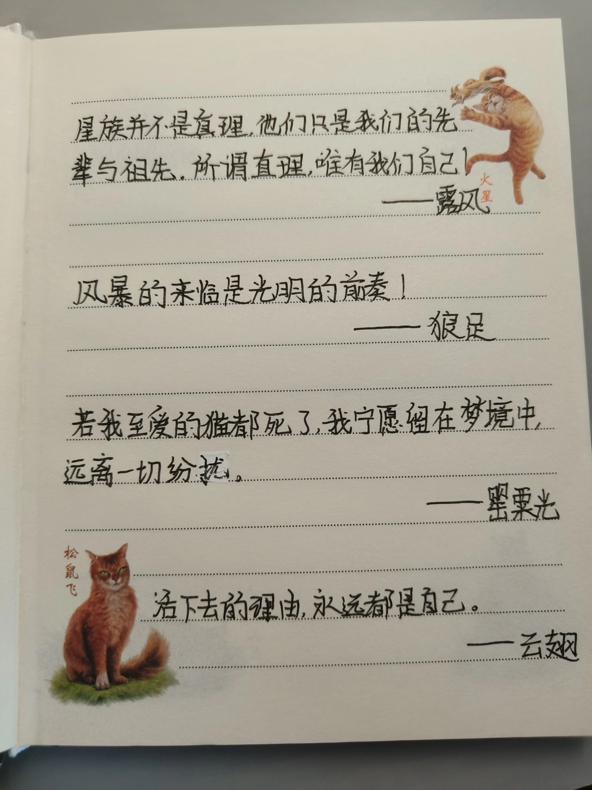 猫武士手抄报的内容图片