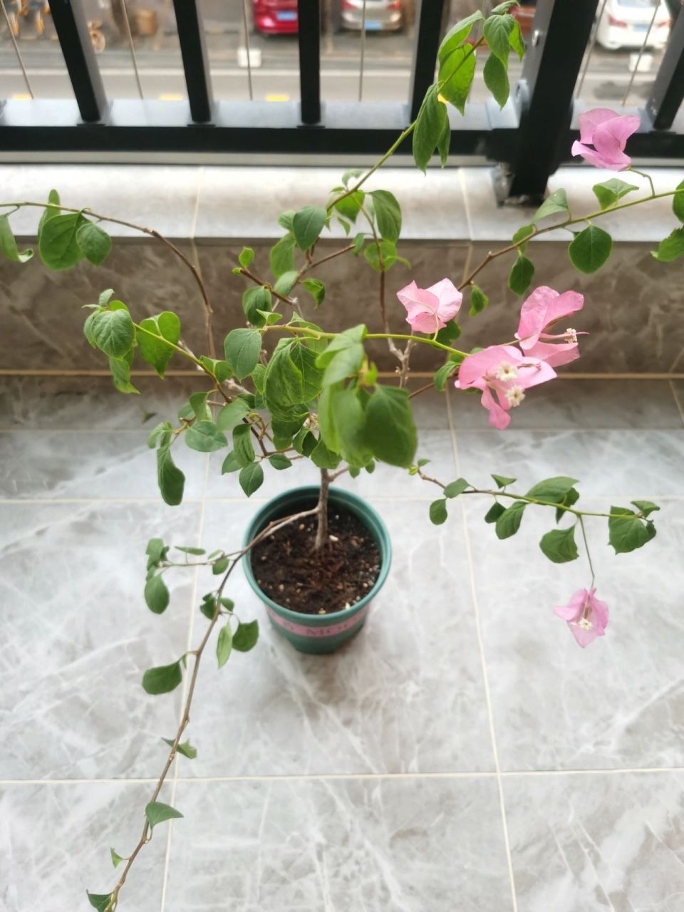 01 橙粉公主三角梅,买回来花掉后,就复花了,这个星期发现叶子卷了