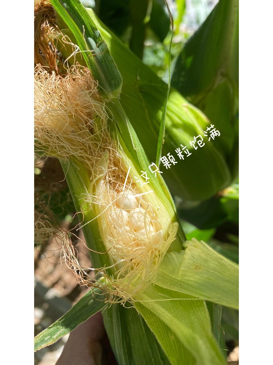 邻居强推给我的玉米 京科糯928号 邻居说一定要种 特别好吃!