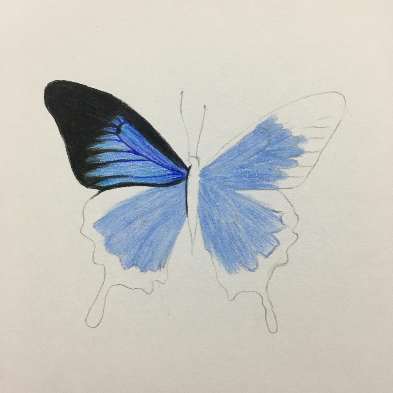 熟悉的颜色又上线咯 喜欢记得给小蝴蝶点个赞哟00