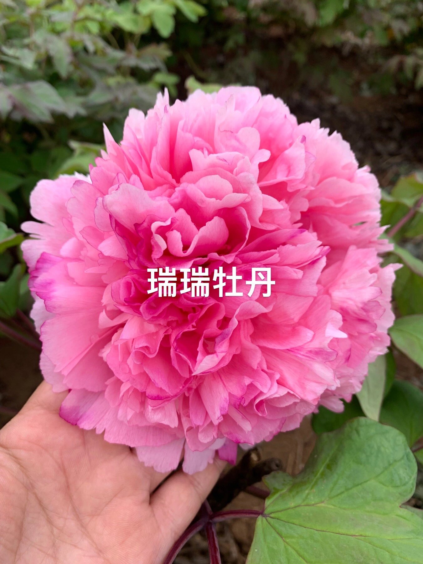 这个粉色牡丹真是美到心坎里去啦