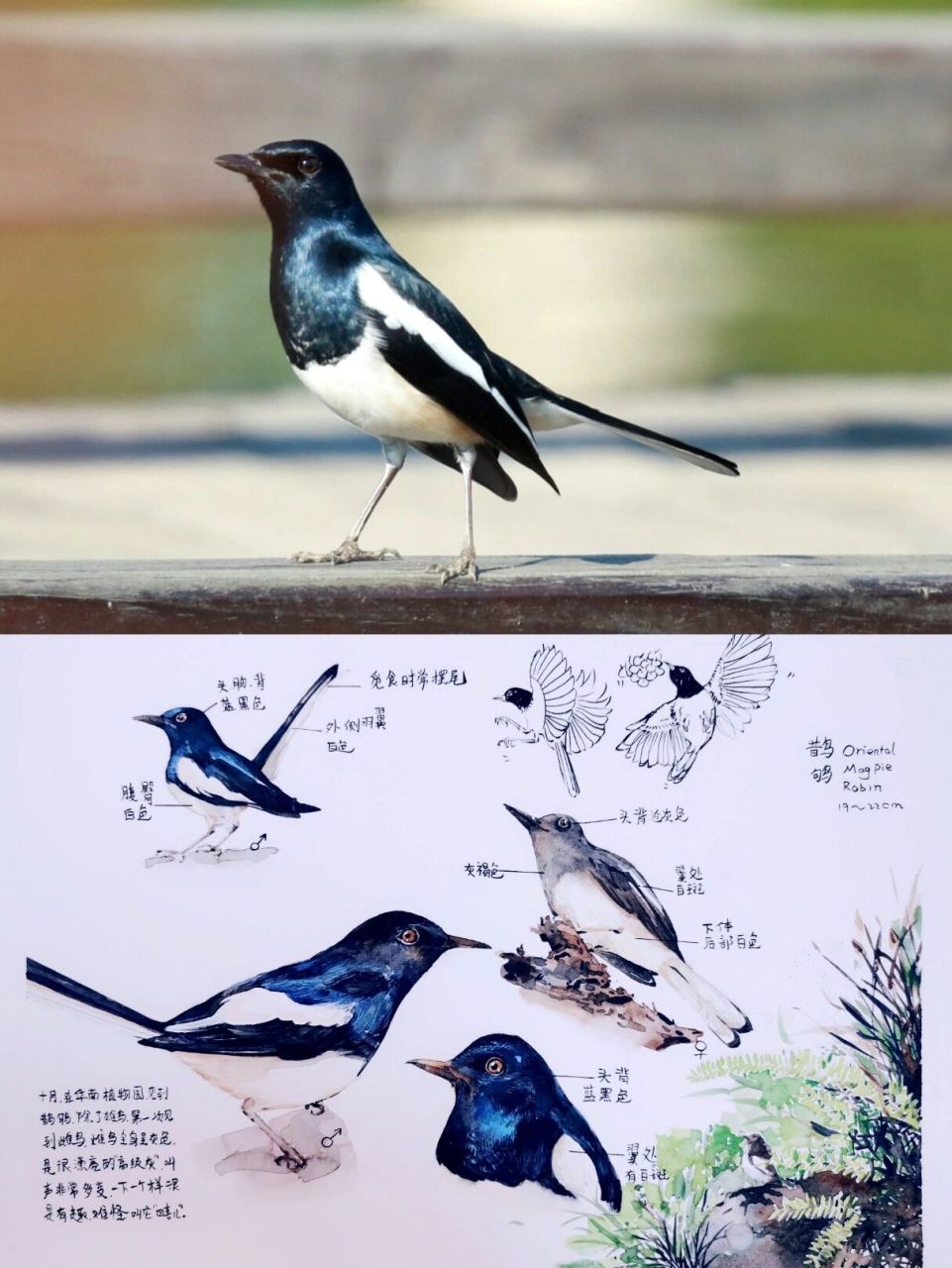 春天鸟类自然笔记图片