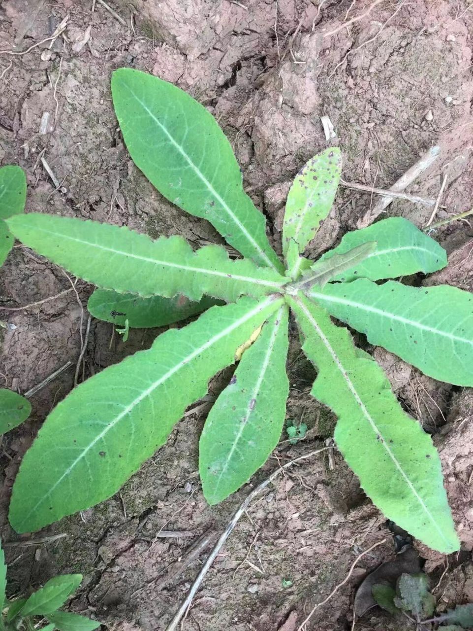 这个野菜你吃过吗?