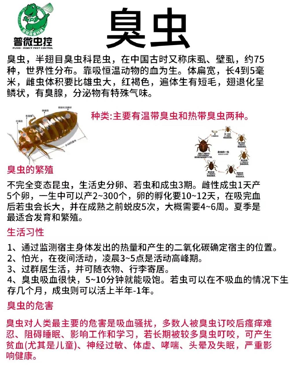 怎么消灭臭虫,吸血臭虫危害,臭虫防治办法 家里有了臭虫怎么办,怎么