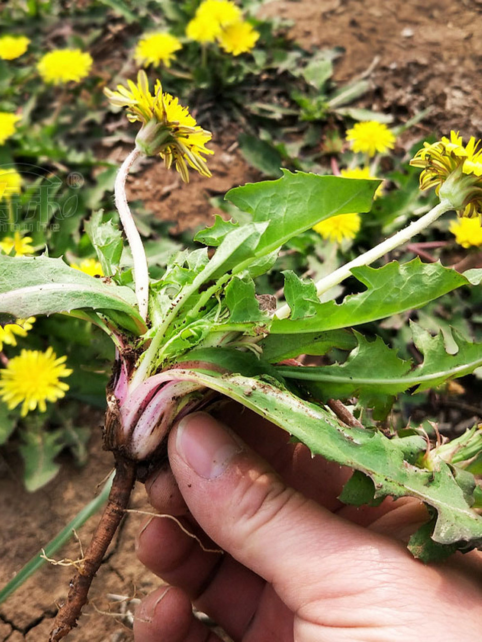 特色野菜蒲公英,能吃能泡茶,自己在家种吧 春天是吃野菜的好季节,像