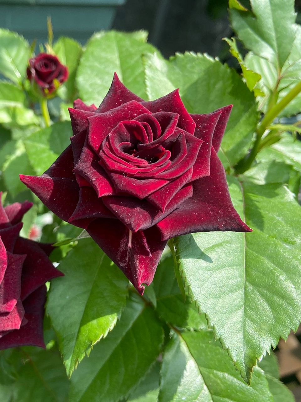 我和我的100颗月季之紫罗兰 39号选手:紫罗兰 没有黑巴克,那就入棵