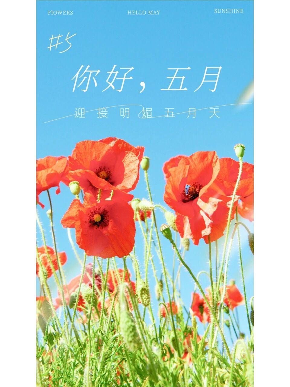 五月唯美插圖|朋友圈短句文案|收藏拿走吧 01 五月,初夏,日暖,風和.