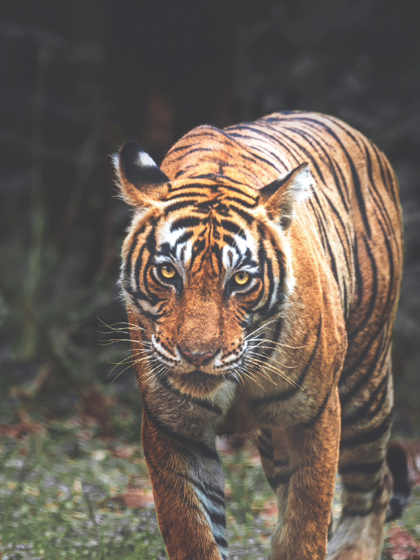 看老虎,治抑郁宗萨仁波切的特效偏方