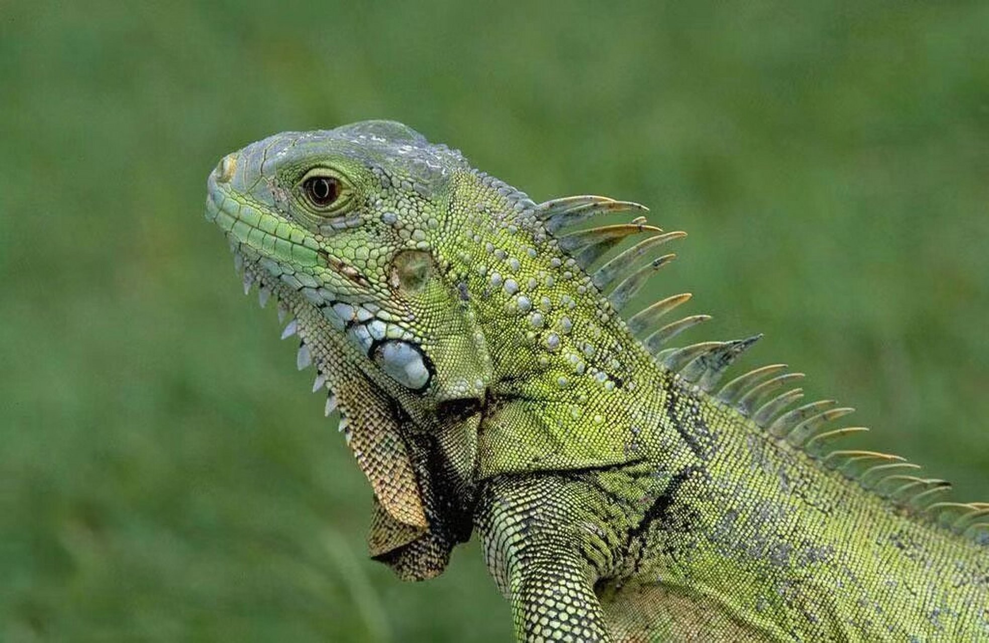 动物图册——绿鬣蜥 绿鬣蜥(学名:iguana iguana)是美洲鬣蜥科,美洲