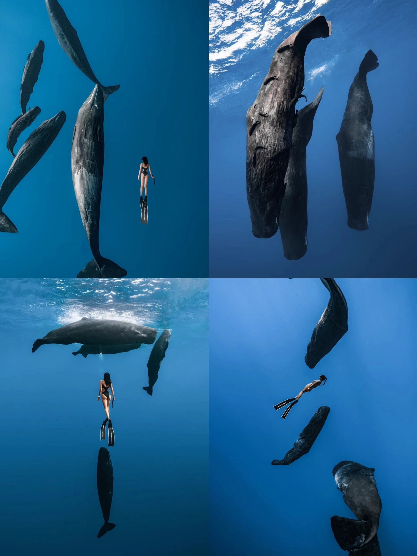 你知道鲸鱼是怎样睡觉的吗?