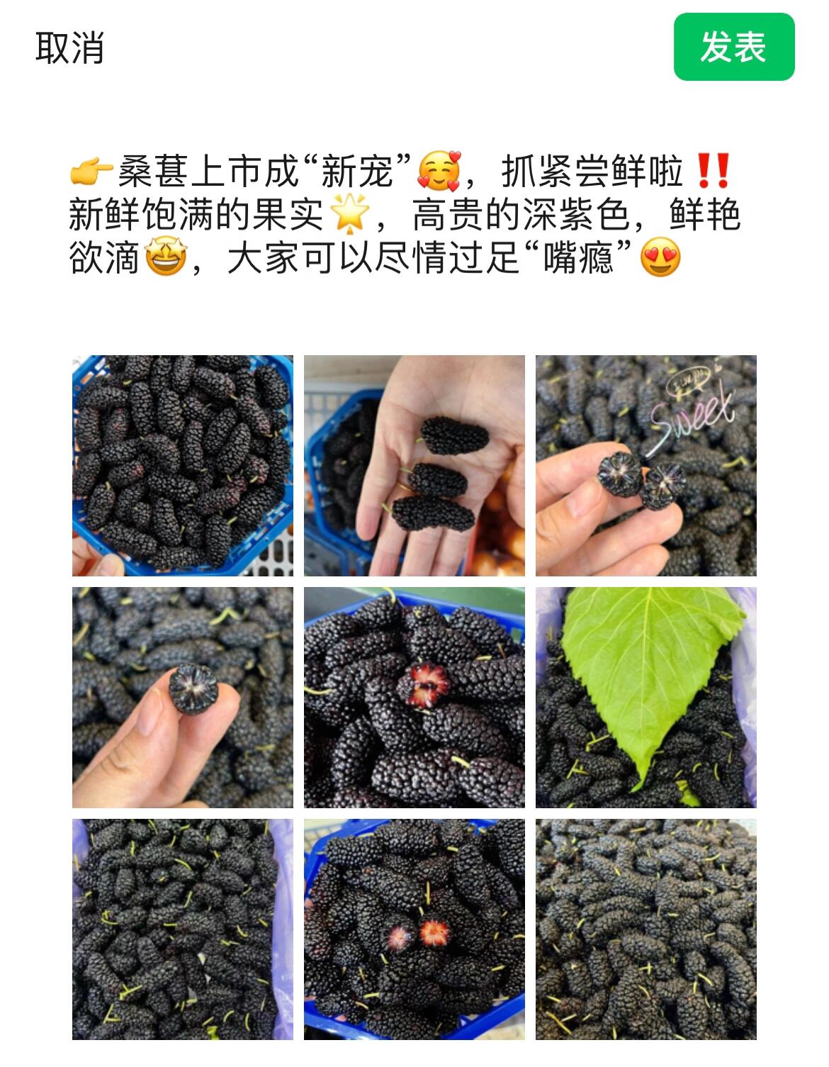 桑葚发圈文案图片