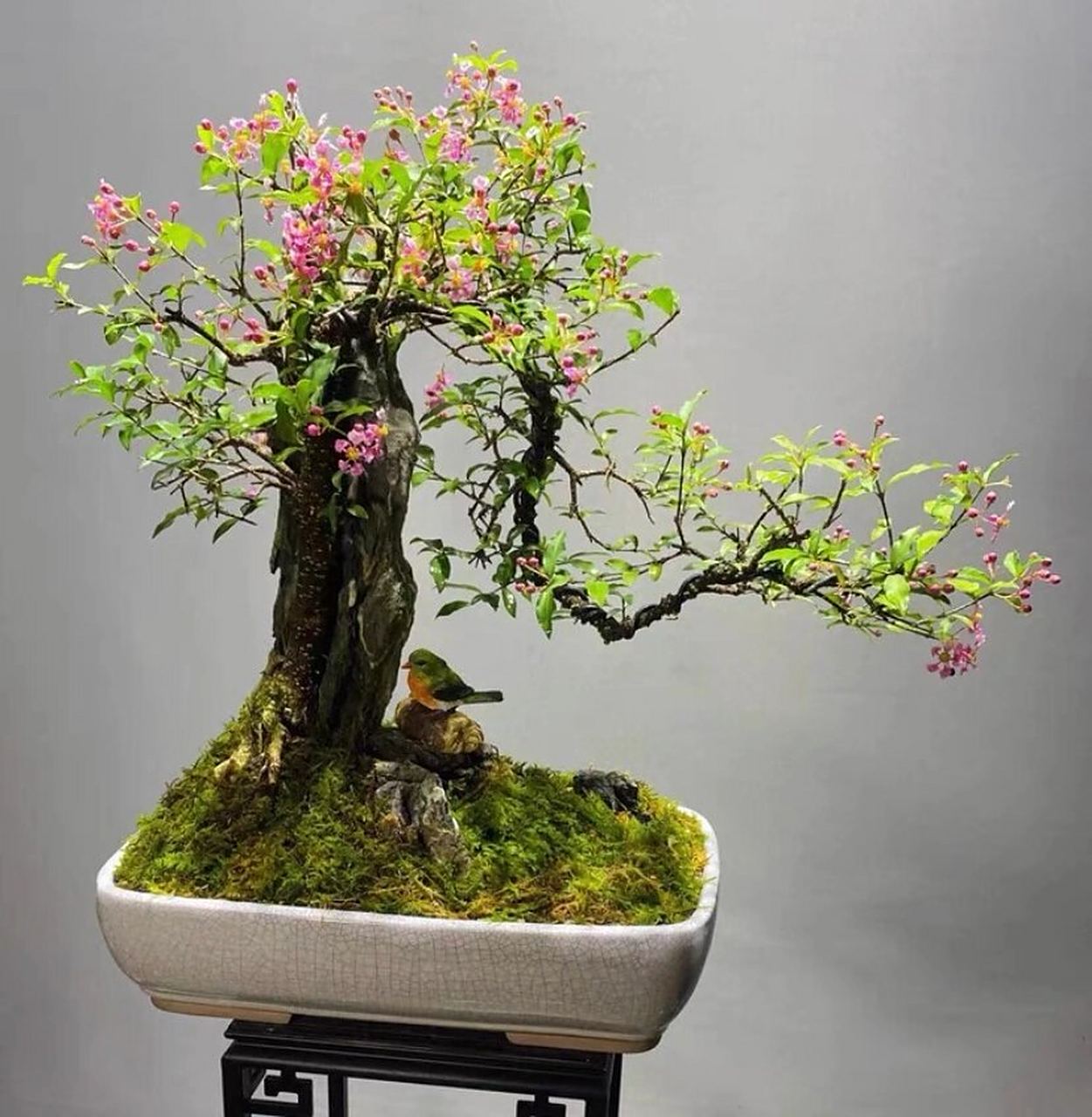 台湾李氏樱桃附石盆景