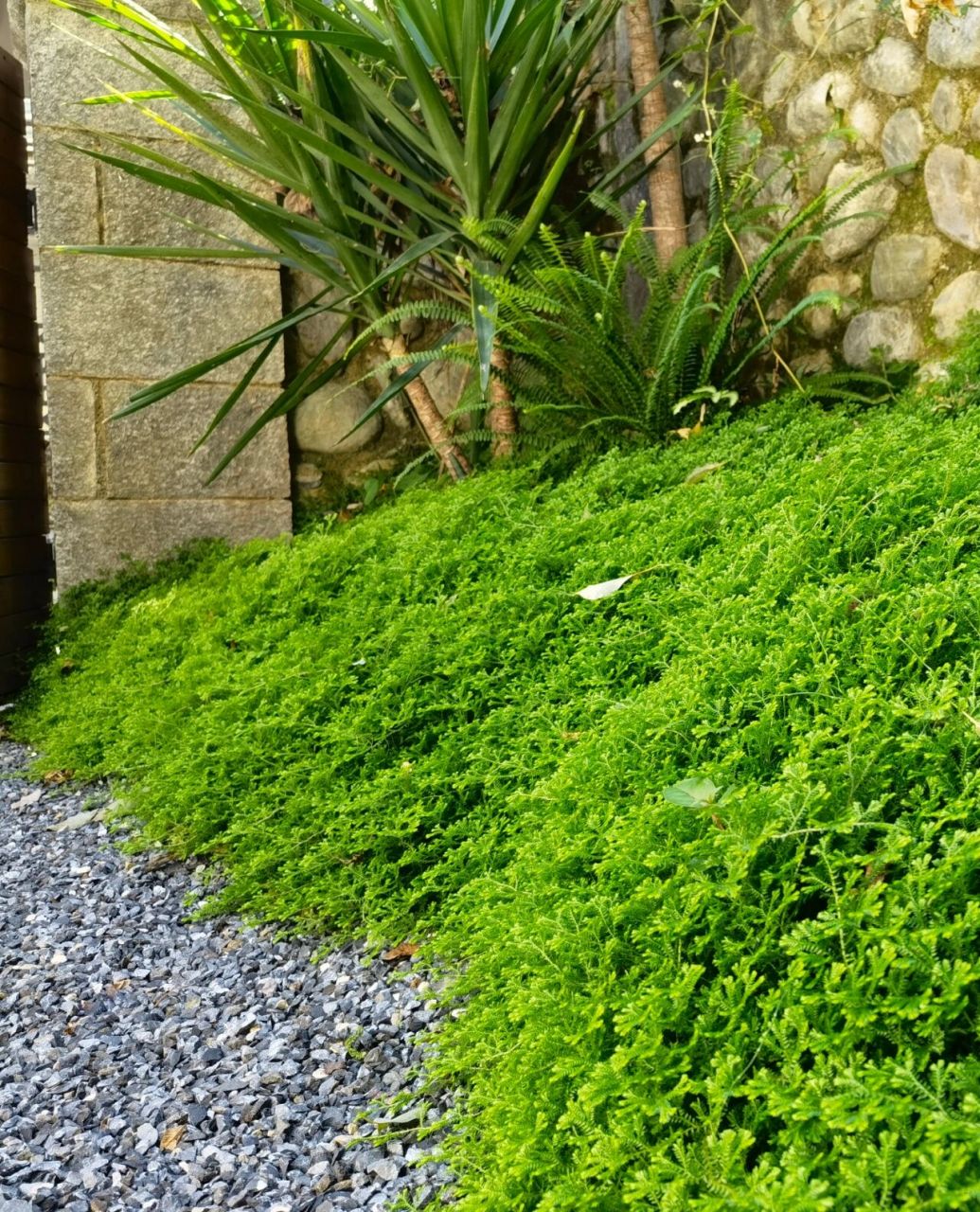 南方地区绝对不能错过的绿"地毯" 耐寒:零度以上.