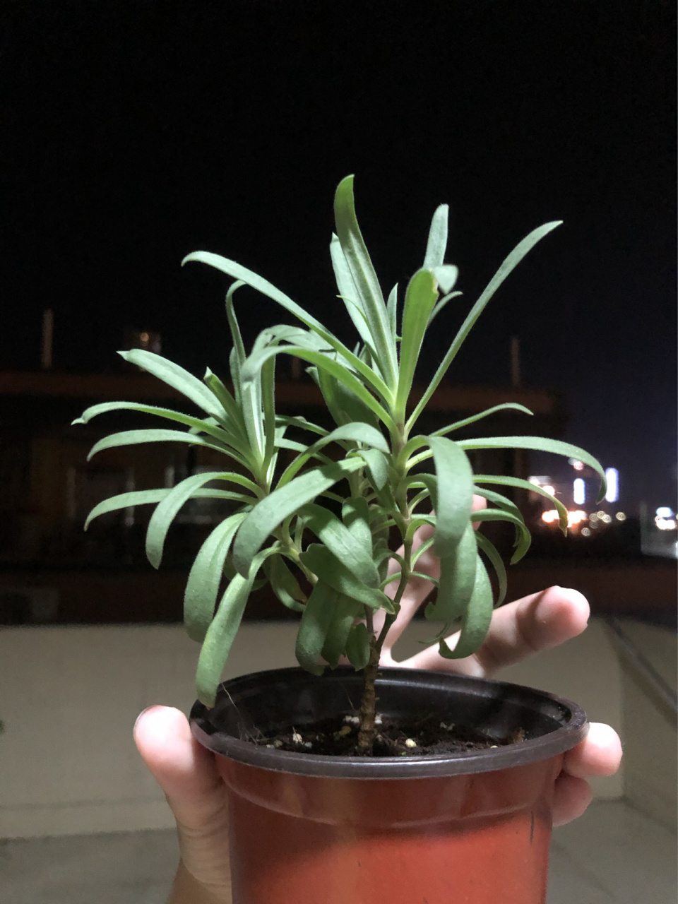 满天星 苗→花 92去年夏天入手的满天星小苗(准确说是圆锥石头花)