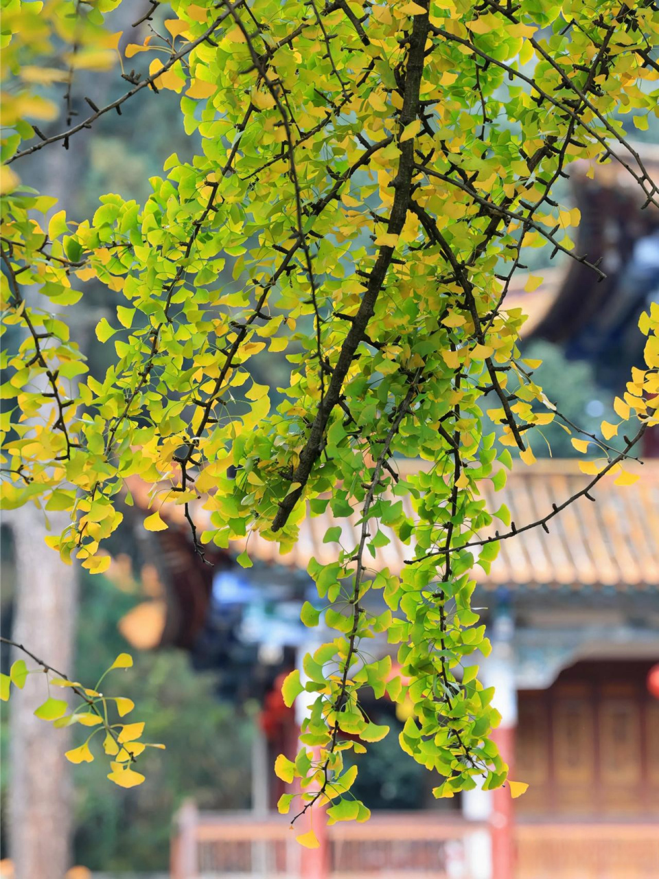 昆明西山华亭寺,银杏不负秋,风景正当时.