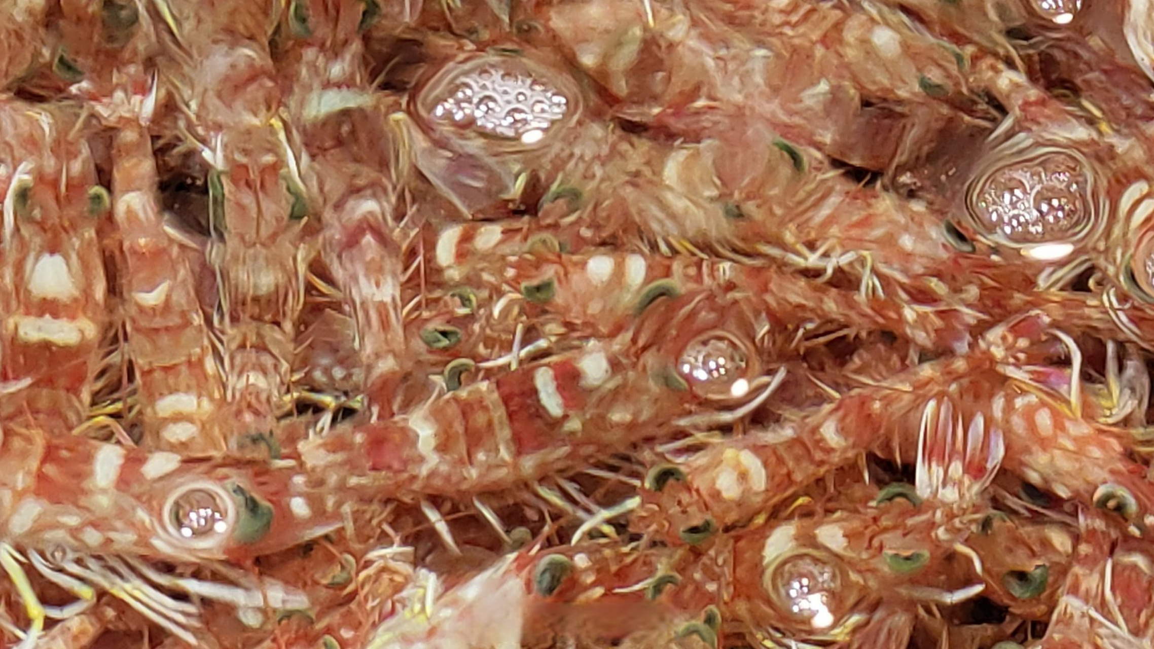 海虾双骄——花虾(日本囊对虾),赤米虾(须赤虾).