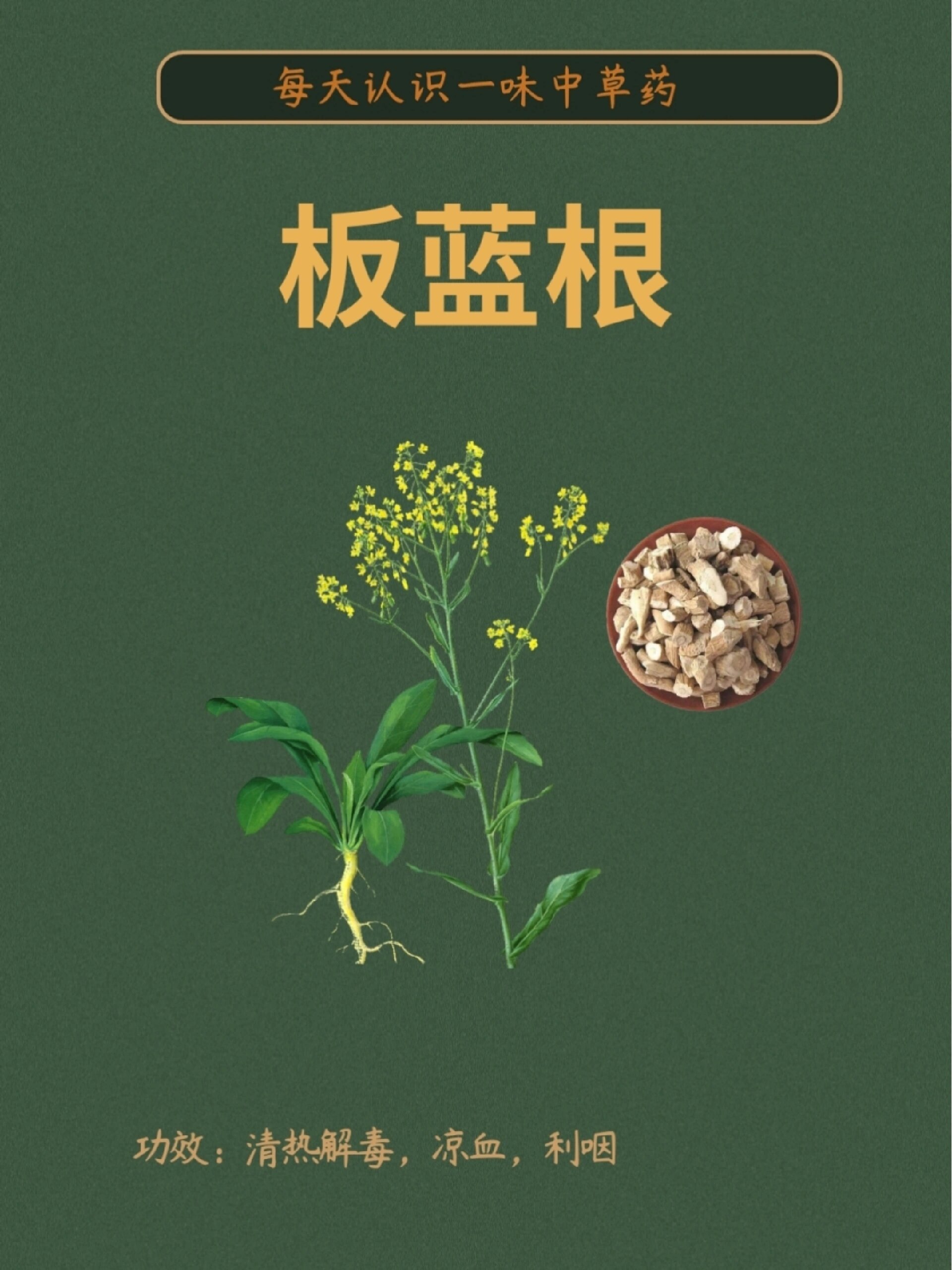 板蓝根一味清热解毒的药 别名大青叶根草大清根青蓝根 来源十字花