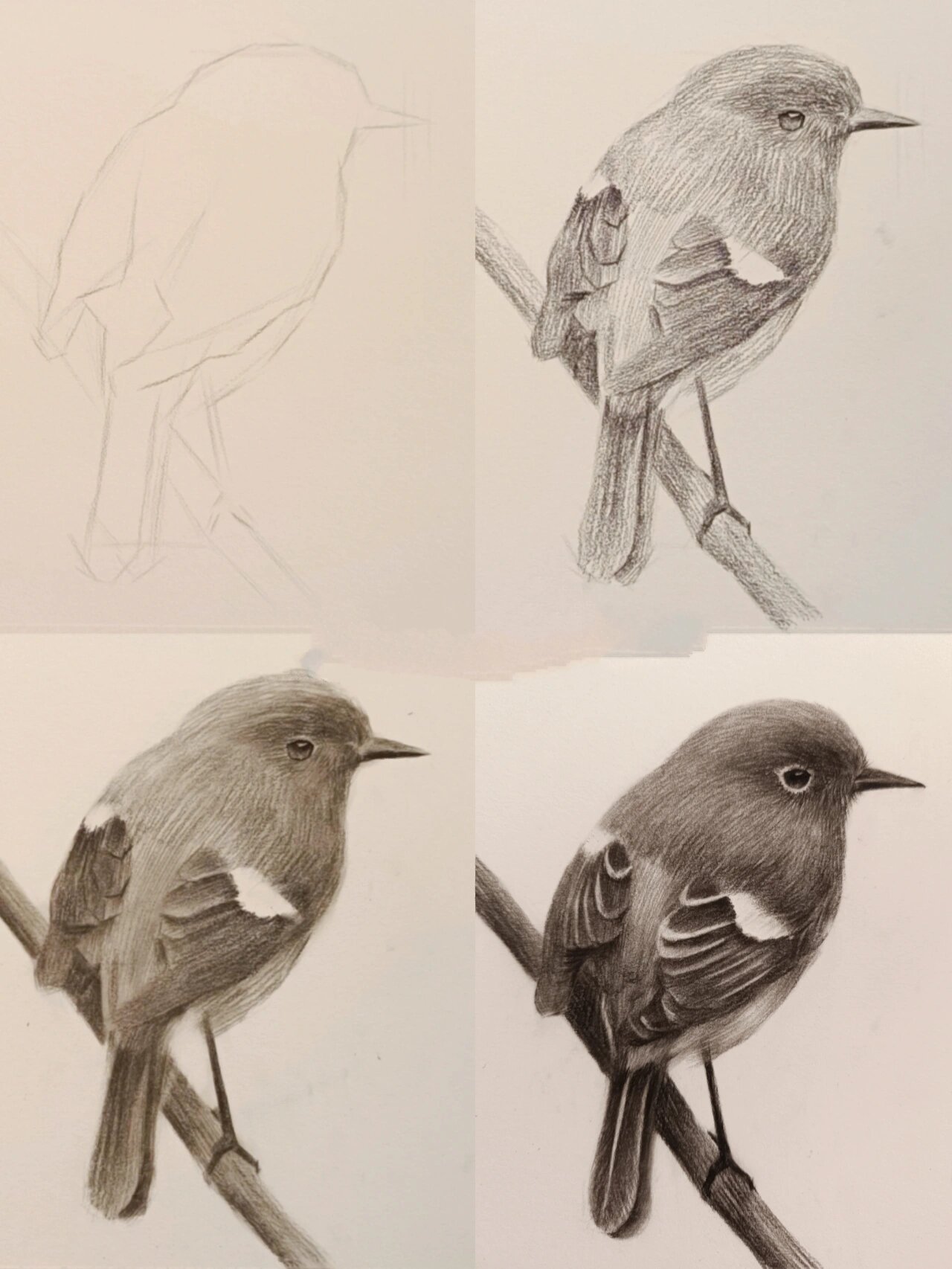 零基础素描教学动物篇