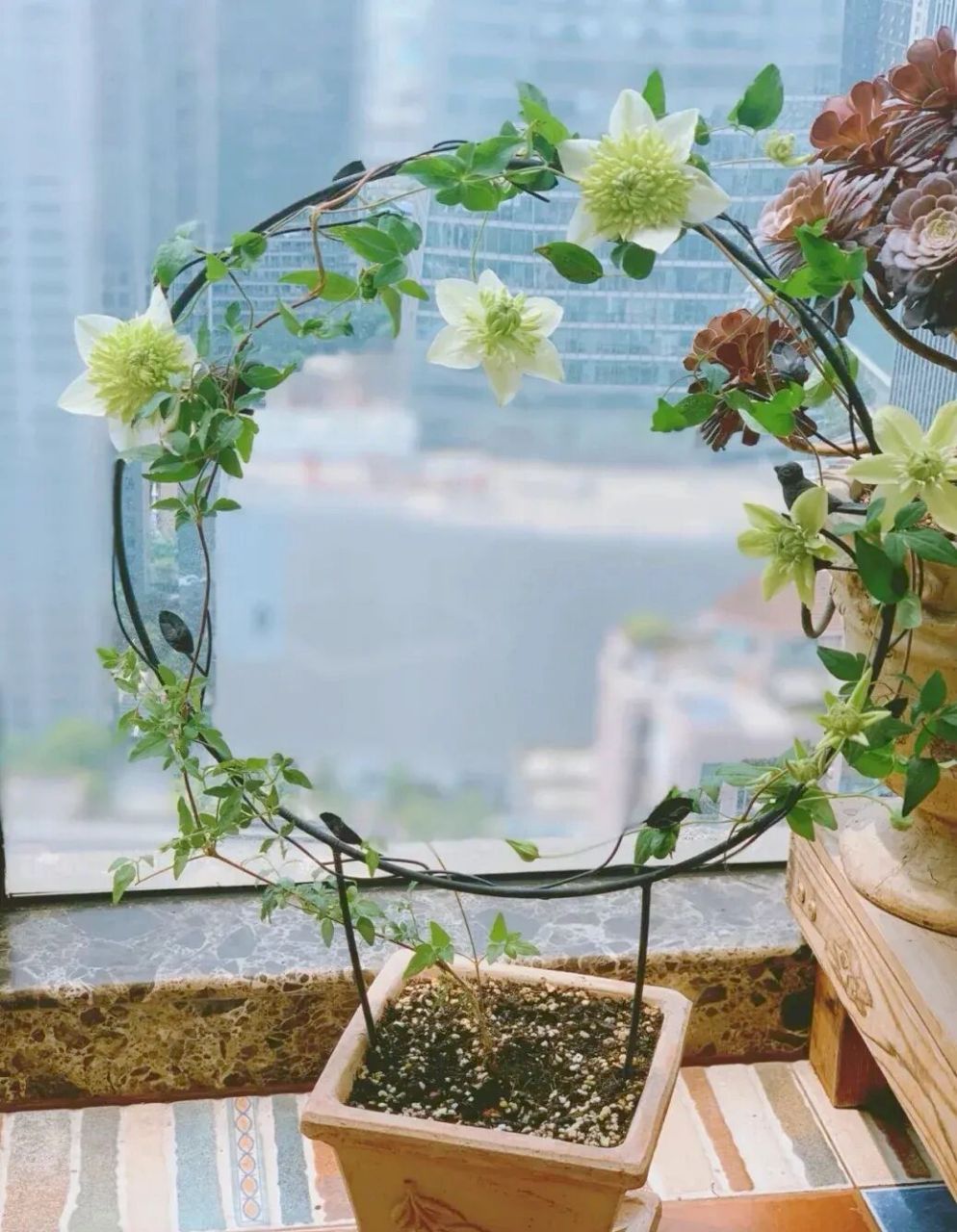 北阳台耐阴 两季开花叶片心型的铁线莲绿玉 铁线莲"绿玉"(alba plena)