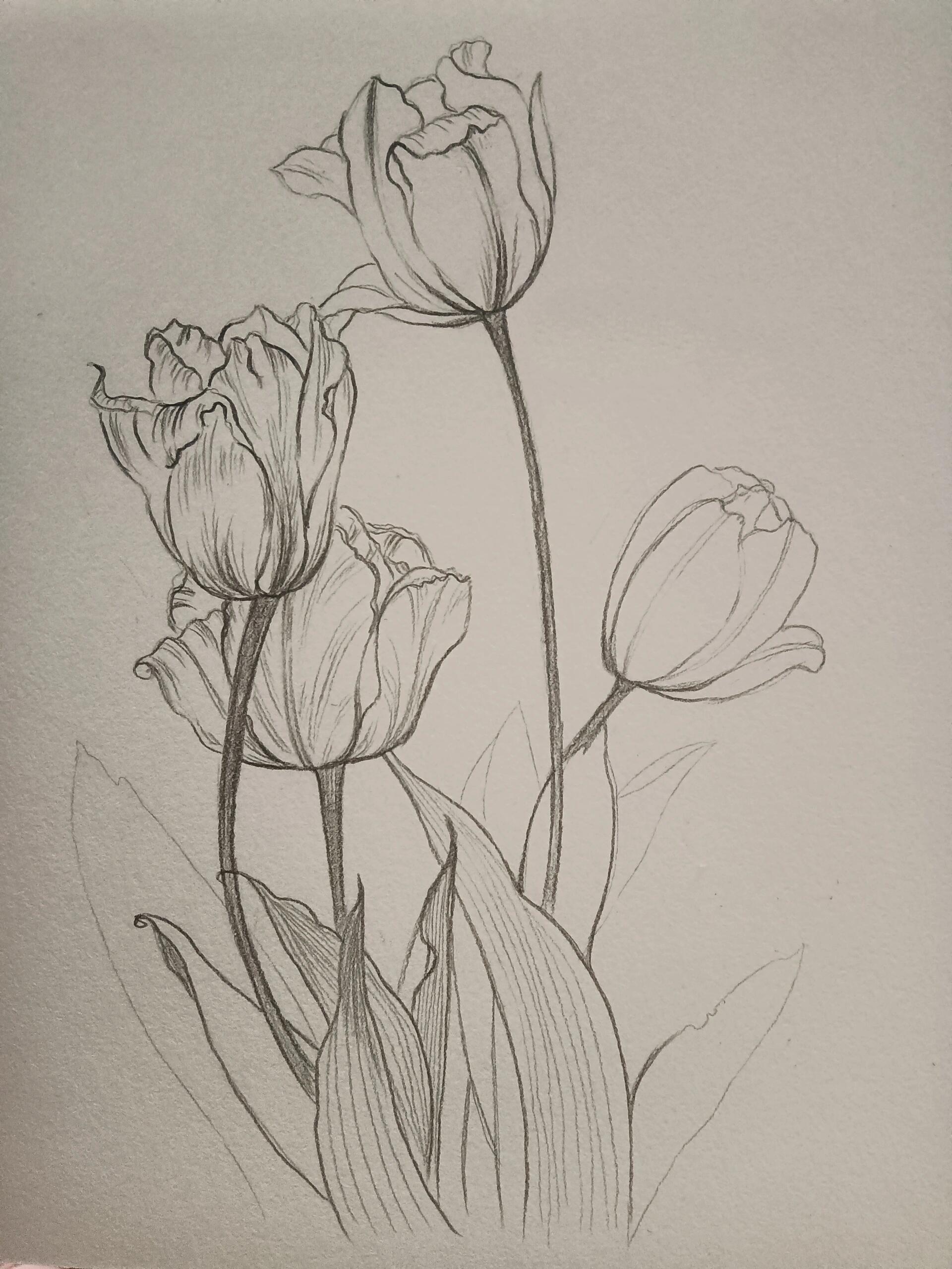 画画之第466166张(含步骤) 郁金香的花语是什么呢? 素材来源