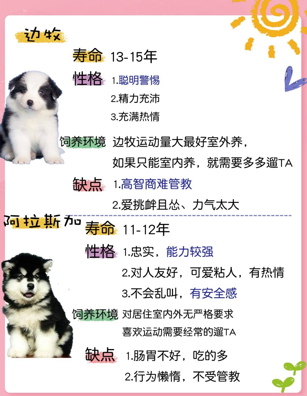 阿拉斯加犬智商图片