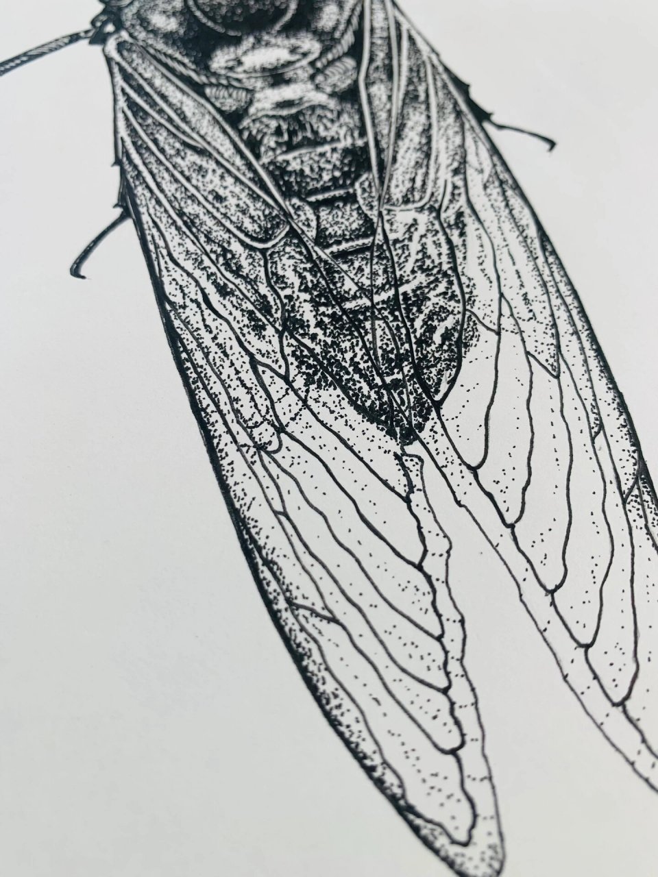 钢笔画点画昆虫38|蝉 步骤图 第一次这么认真的观察一只昆虫 素材