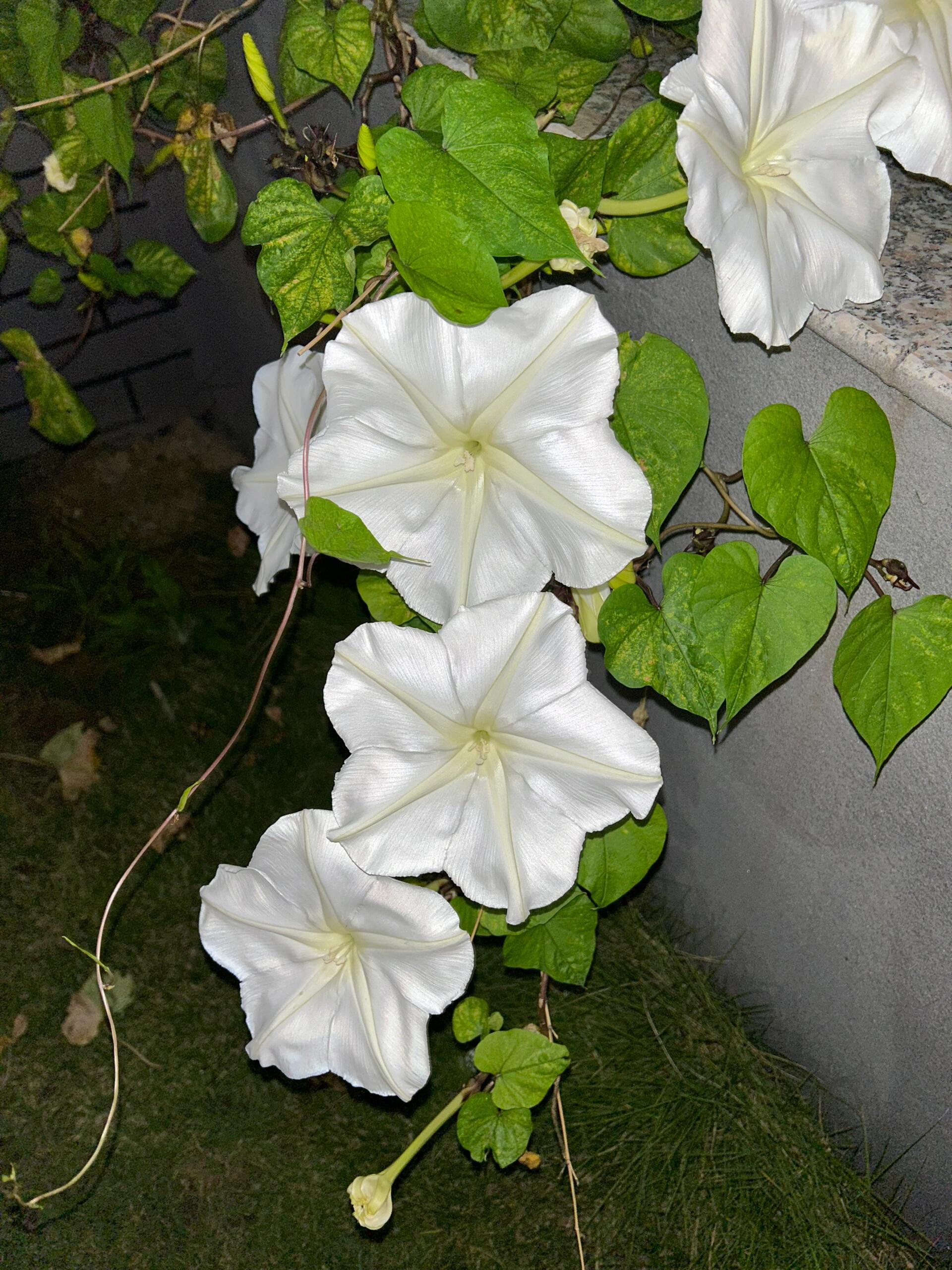 秋天的月光花晨曲 独属夜晚的柔情 谁能闻到它的花香
