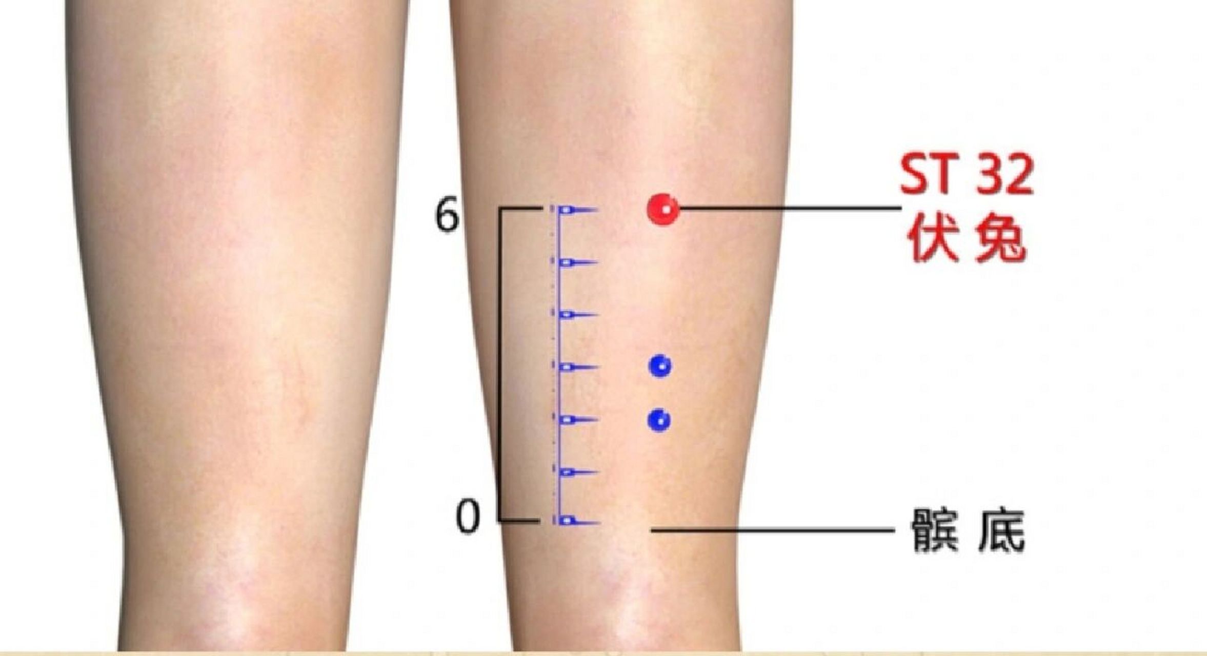 伏兔穴——平定心慌脉快的"巡抚大臣" 我们形容一个人心慌意乱,心跳