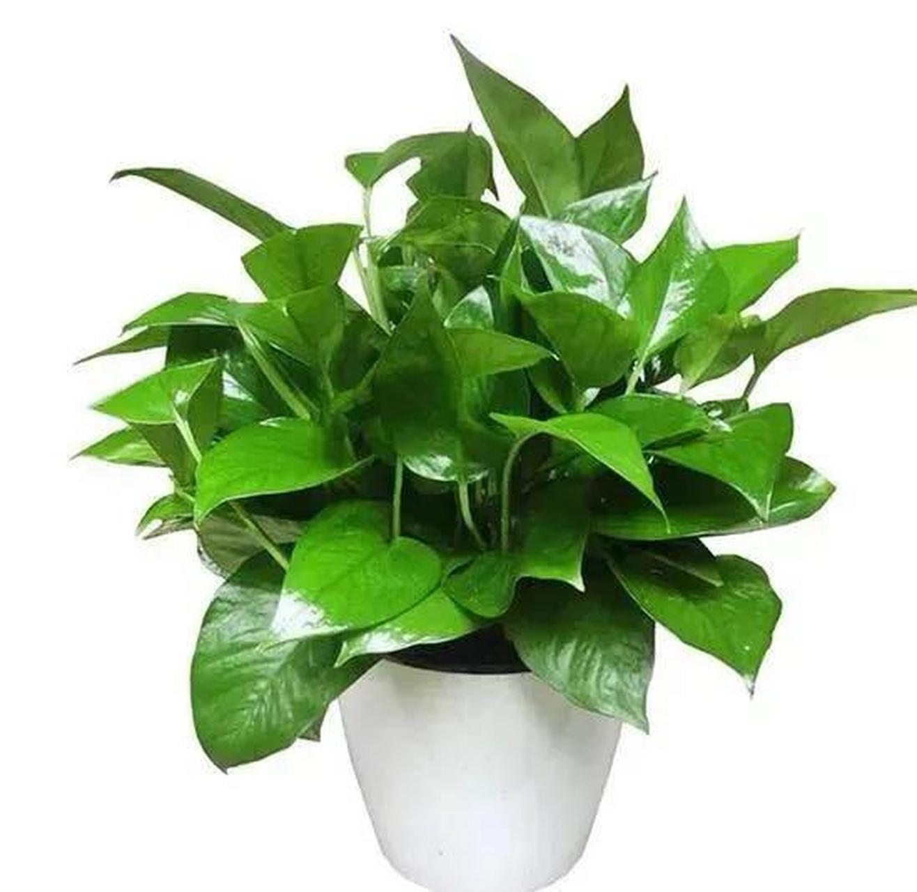 你养过哪些花和绿植绿萝作为一种常见的室内观叶植物,不仅具有观赏