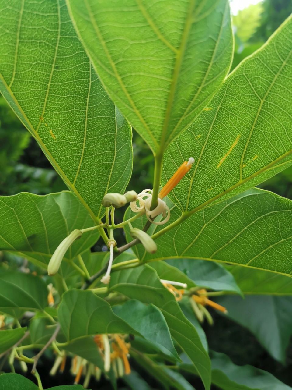 八角枫开花 八角枫,落叶乔木或灌木,高3-5米,稀达15米,胸高直径20厘米