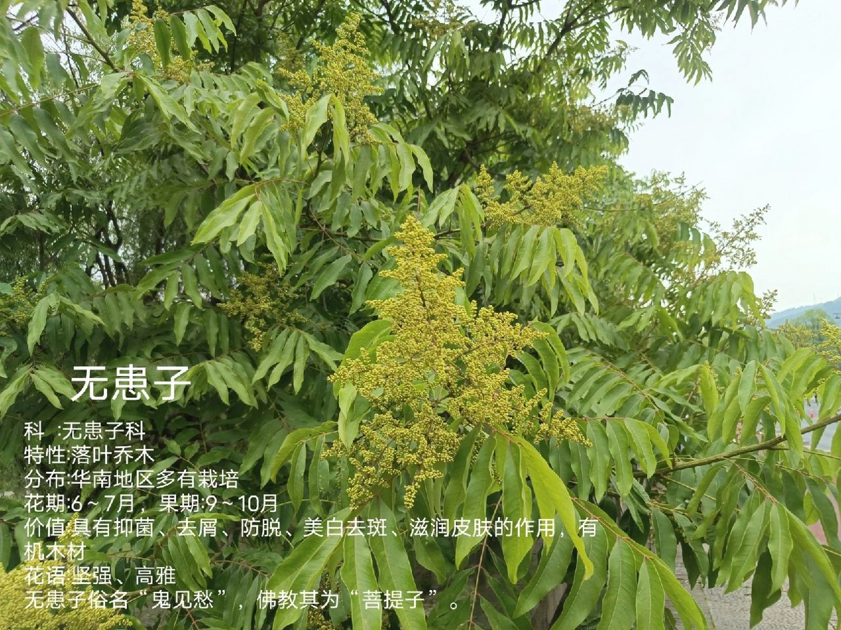 植物小科普～无患子(洗手果,肥皂果树 别名:洗手果,肥皂果树 科:无