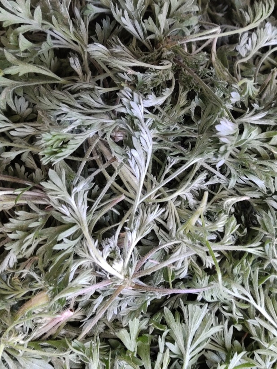 收获满满__白蒿 白蒿别名茵陈,绵茵陈,它属于具有较高养生和药膳双用