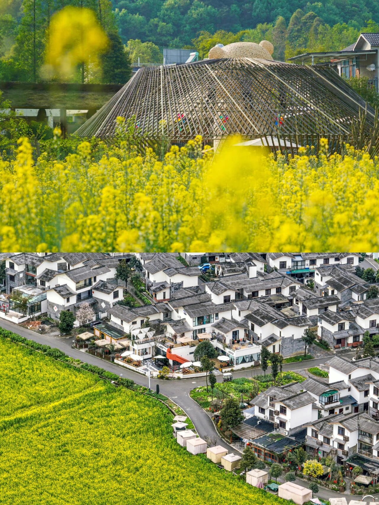 崇州五星村踏青02走进油菜花海90赏田园风光