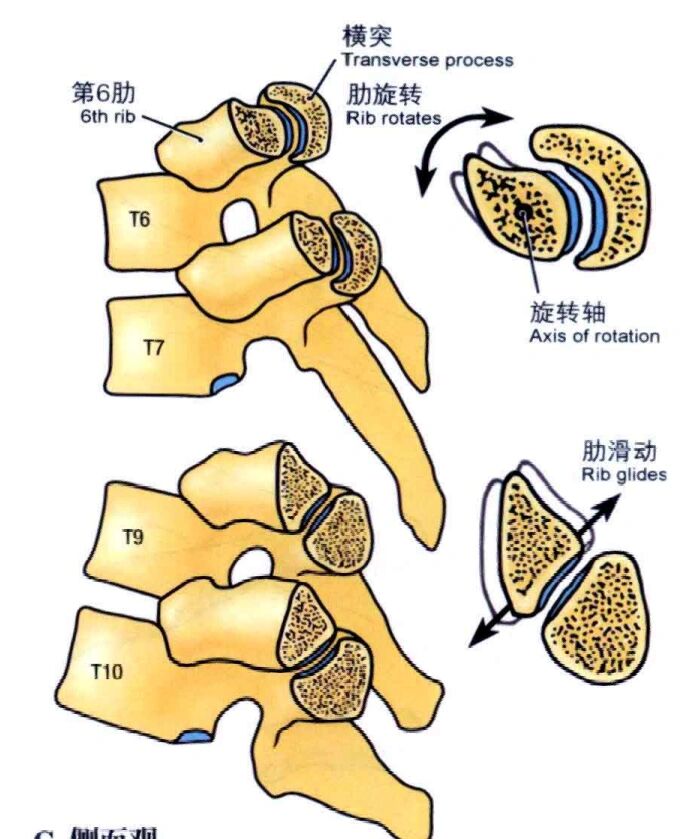 横突肋凹和什么连接图片