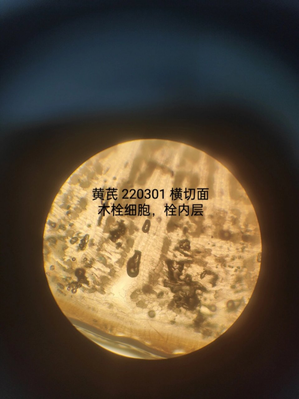 黄芪木栓细胞显微图图片