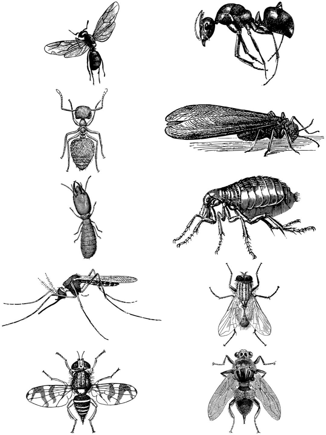 这款复古手绘素描风格的昆虫图案素材