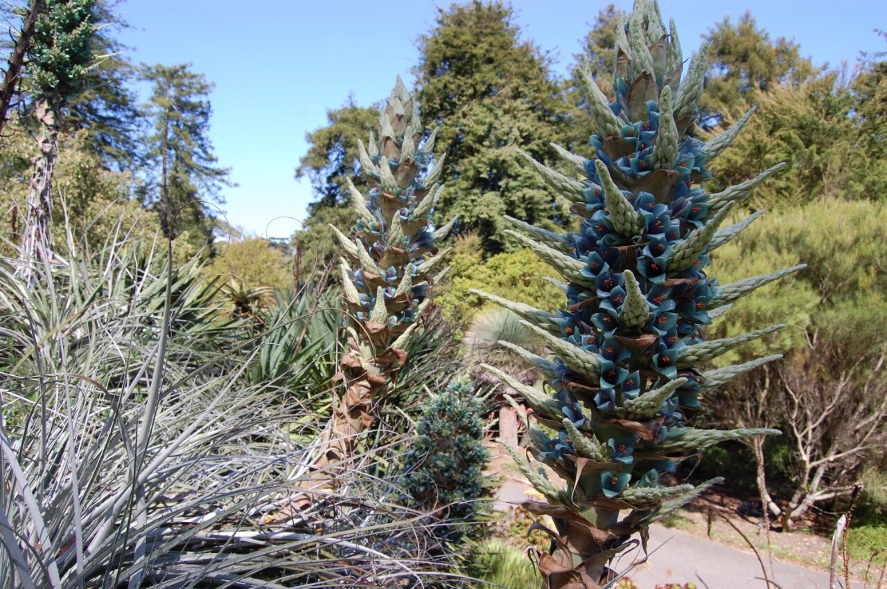 高山龙舌凤梨 旧金山植物园的高山龙舌凤梨 puya alpestris,霸气侧漏.