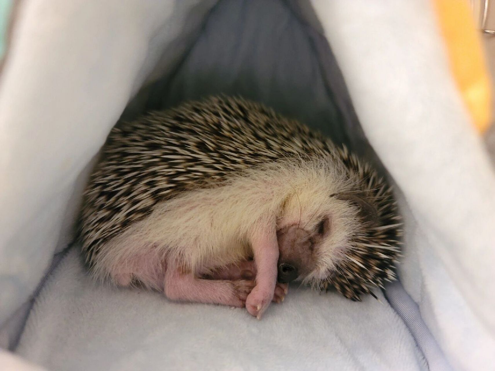 小刺猬睡姿大赏二 睡觉当然要揣手手呀