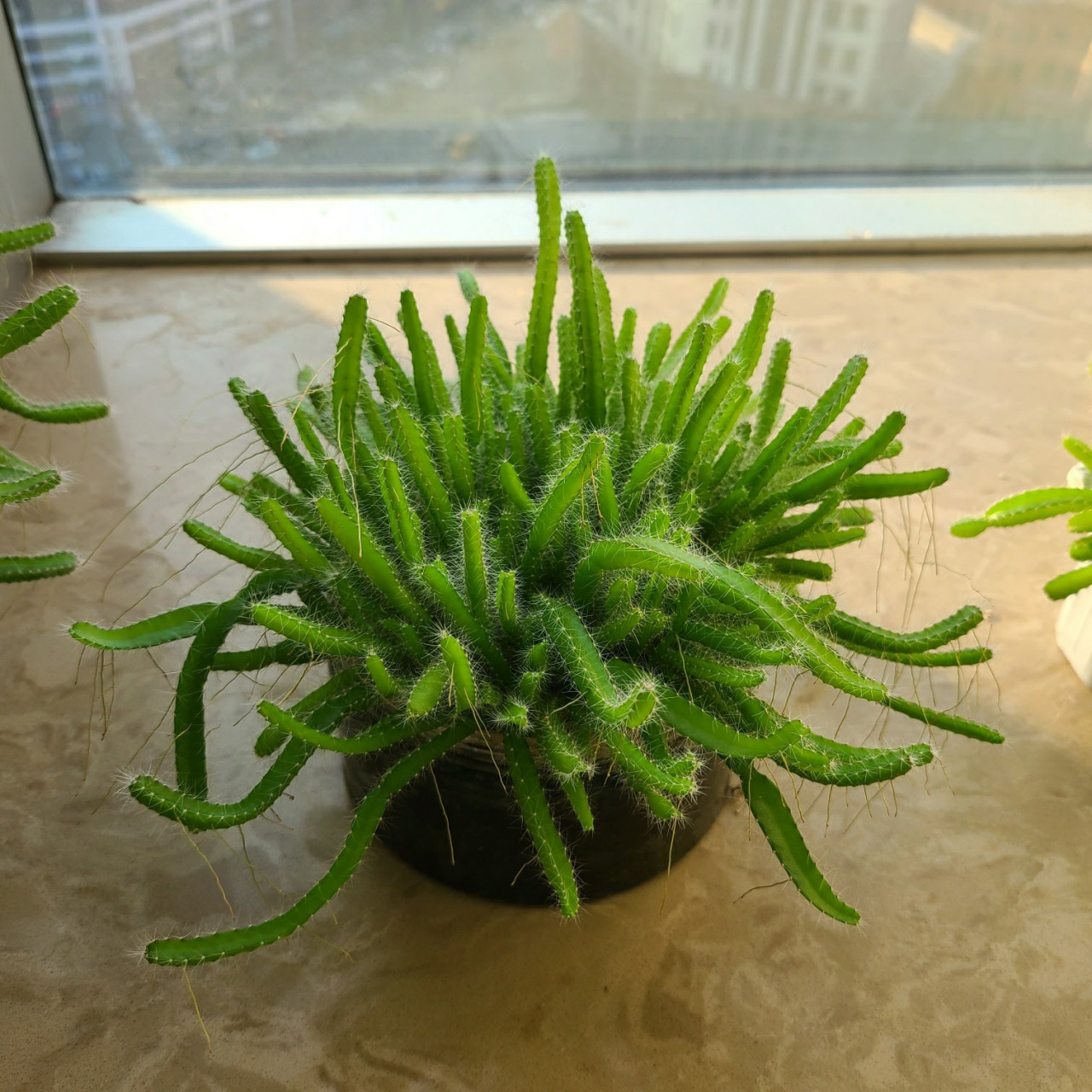 火龙果盆栽,盆栽界的一股清流 办公室的前辈种植的盆栽,盆都是酸奶盒